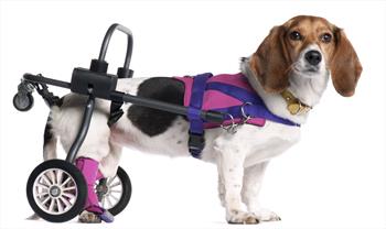 Photo of a beagle in a wheelchair