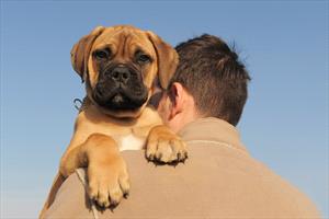 boxer-puppy-on-shoulder