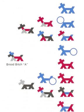 Figure 2. Stick Dog Pedigree