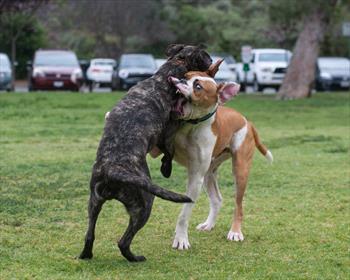 Dogs wrestling in park