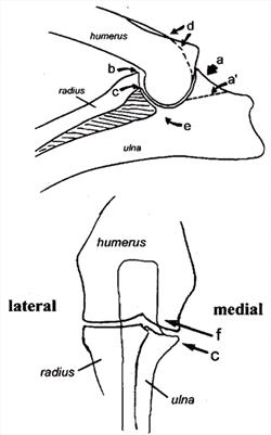 The Canine Elbow