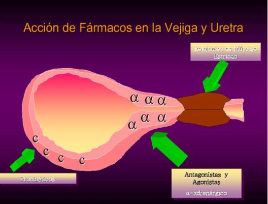 Figure 1. Sites of action of the medicaments used in the alterations of neurogenic origin.