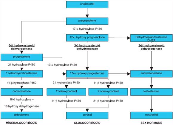 Durogesic 12mcg - Hillside Veterinary Surgery