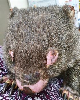 wombat-hair-burned-off-muzzle-eyes