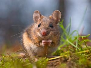 wild-mouse-on-grass