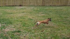 small-brown-dog-running-in-back-yard