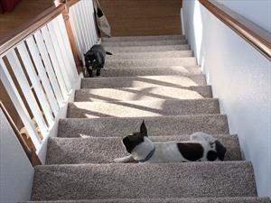 cat-and-dog-on-stairway-indoors
