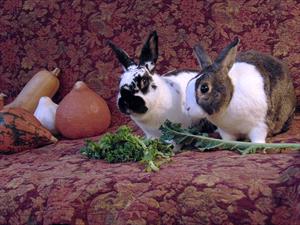 two-rabbits-with-kale