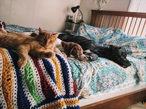 cat-and-two-dogs-on-bed