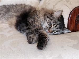 long-haired-cat-on-white-sofa