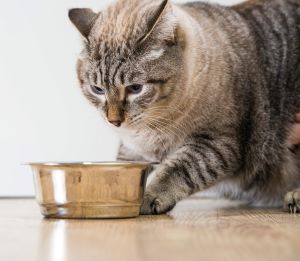 Tiger-stripped cat with food bowl
