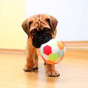 bullmastif-puppy-with-ball