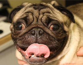 do pugs suffer breathing problems