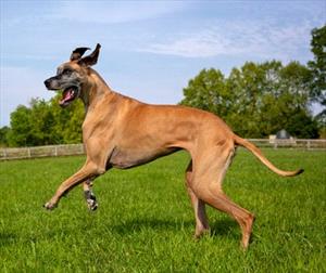 Fawn-colored Great Dane romping on grass