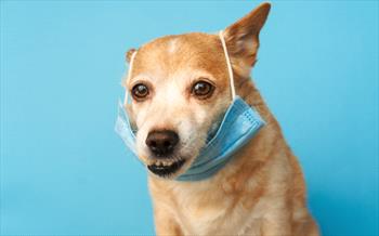 dog-wearing-medical-mask