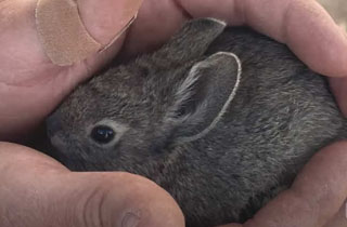 Vaccination time for endangered wild bunnies – News