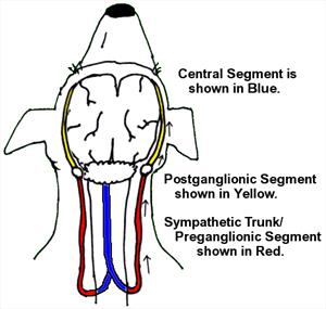diagram showing the cervical (neck) sympathetic trunk segments in a dog 