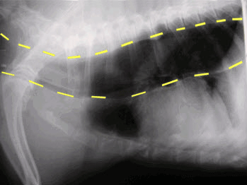 X-ray on megaesophagus. Yellow lines show the larger esophagus
