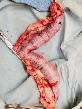 Photo of a pus filled uterus after removal from a dog