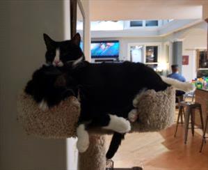 two-cats-on-cat-tree