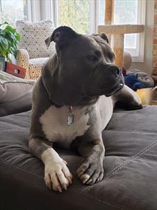 blue-and-white-pit-bull-on-couch