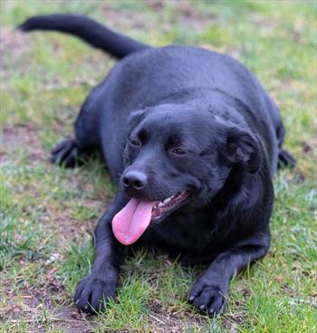 obese-black-lab-mix-on-grass