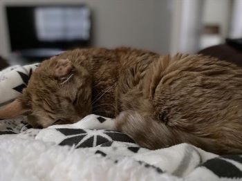 brown-cat-napping-on-white-blanket