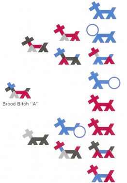 Figure 2 - Stick Dog Pedigree