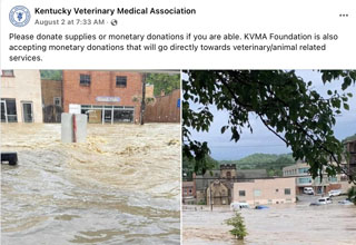 After Kentucky floods, veterinarians help to buoy region - News - VIN