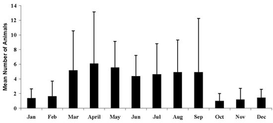 Figure 2. Monthly mean number of stranded sea turtles.