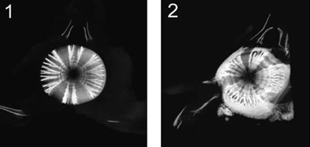 Figure 1 and Figure 2.