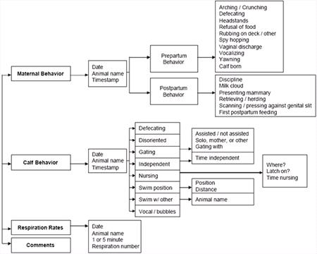 Figure 1. Parturition &amp; calf electronic handheld database flow chart Navy Marine Mammal Program.