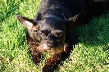 black-dog-in-grass
