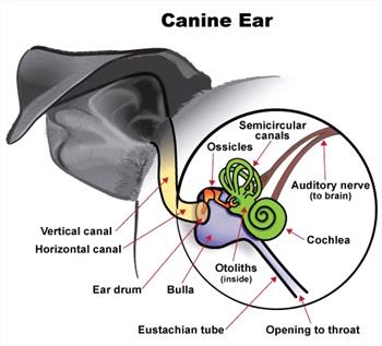 Middle ear diagram of dog.