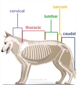 Diagram of canine spine with sections. The spine is divided into cervical (neck), thoracic (upper back), lumbar (lower back), sacral (connecting the spine to the pelvis), and coccygeal (tail) sections. Copyright VIN Illistrations, Tamara Rees