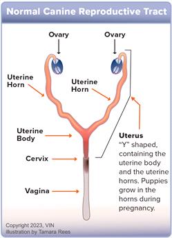 Diagram of canine uterus 