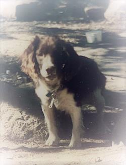 Photo of brown and white dog 