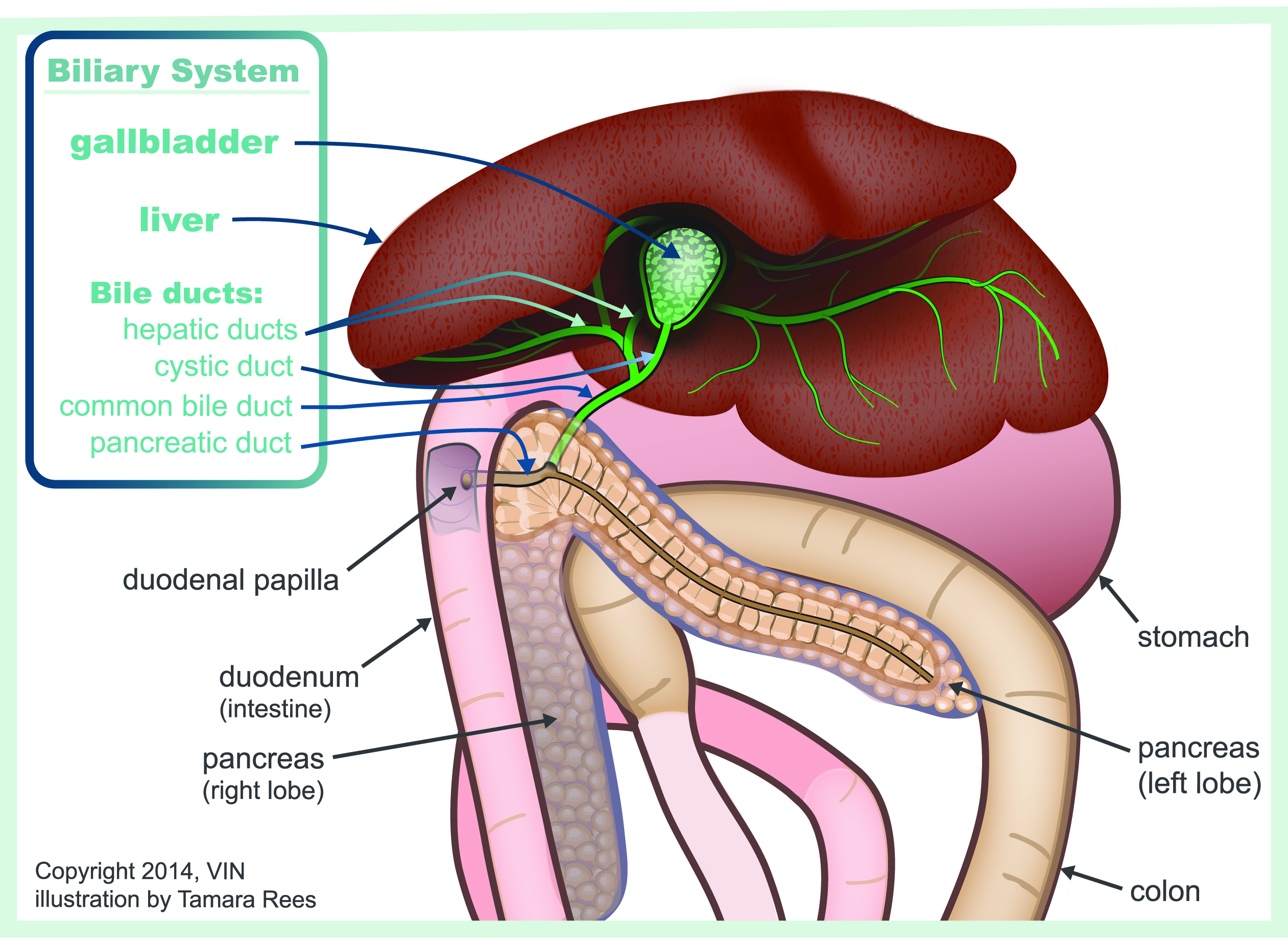 Biliary System Diagram