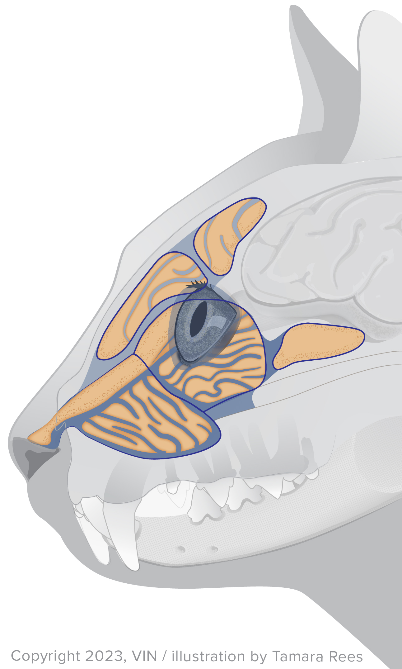 Diagram of normal feline sinuses.