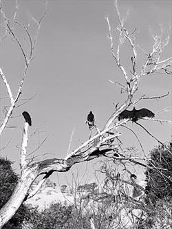 Photo of vultures in a dead tree