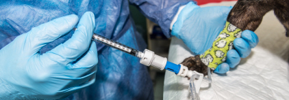 A veterinarian administers chemotherapy to a dog through an IV.