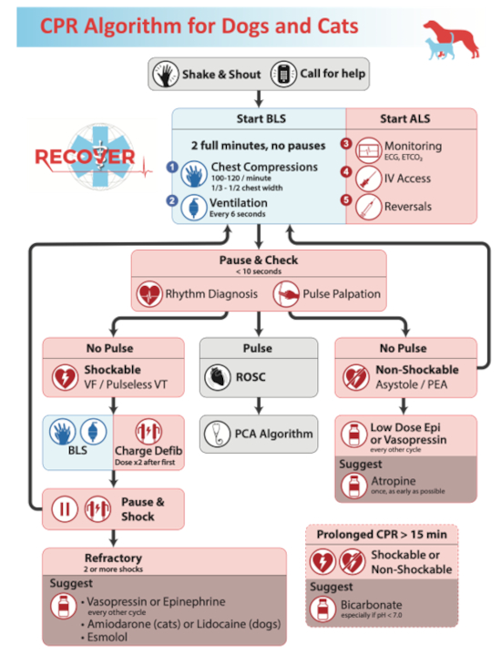 Flow chart of CPR for dogs and cats