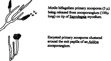 Differentiation of <i>Saprolegnia</i> and <i>Achlya</i> by zoosporangia and zoospores