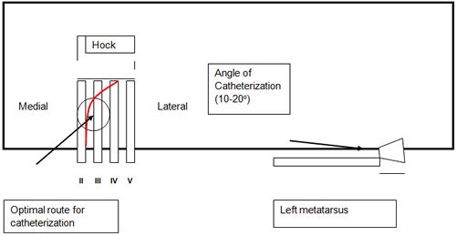 Figure 1. Dorsal pedal arterial anatomy--left hind limb.
