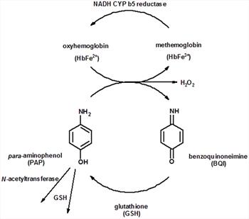 Figure 2. Co-oxidation of para-aminophenol and oxyhemoglobin.
