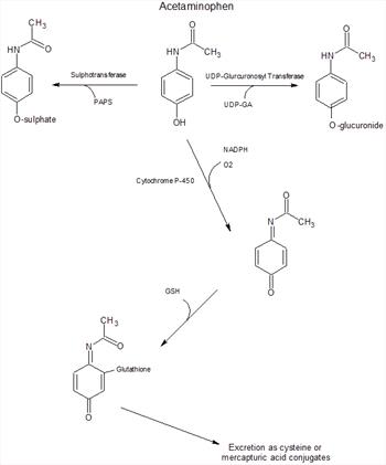 Figure 1. Metabolism of acetaminophen.