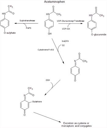 The Molecular Mechanism Of Acetaminophen Toxicity In Dogs Cats Acvim 08 Vin