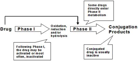 Figure 1. Phases of drug metabolism.