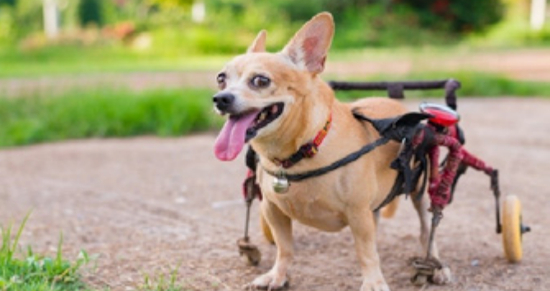Small dogstanding while harnessed to ambulatory cart supporting hind end.