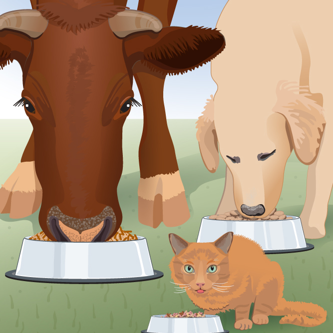 Review system for new pet food ingredients is in flux – News